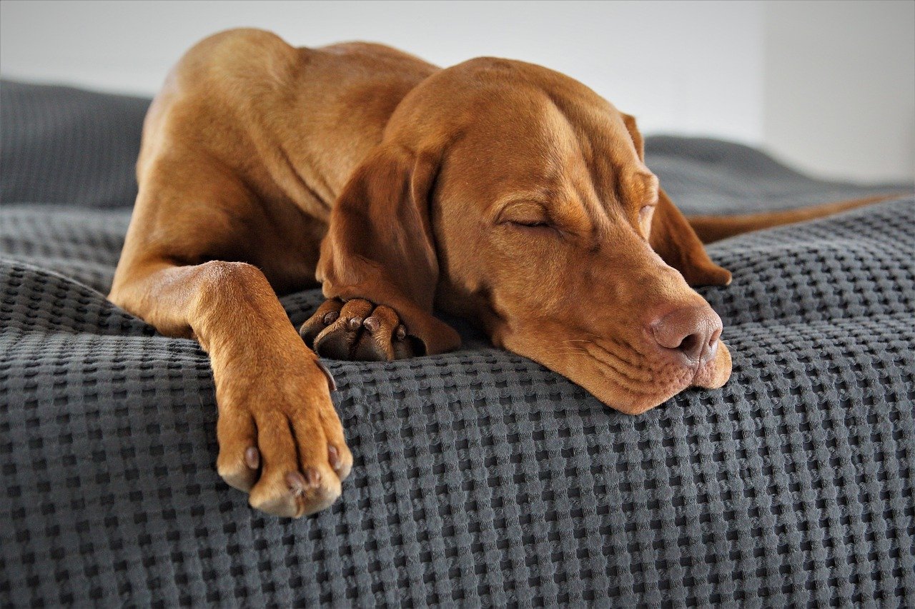 het kussen van mijn hond schoonmaken