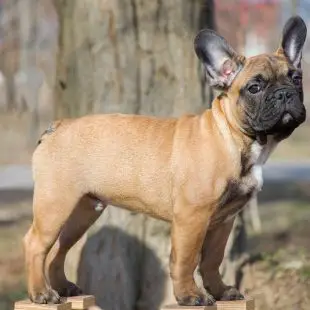 Pflegen einer Französischen Bulldogge : Wie pflegt man eine Französische Bulldogge?