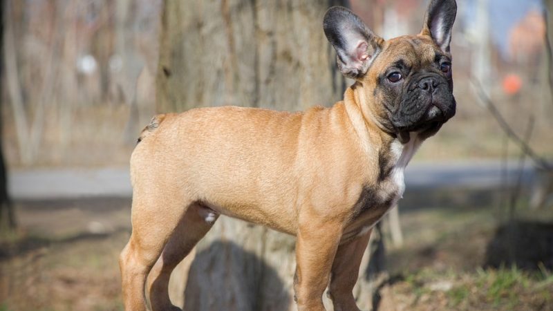 Tulldog Francês: Como cuidar de um Bulldog Francês ?
