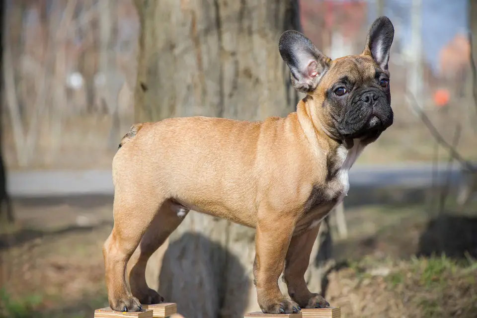 Pflegen einer Französischen Bulldogge : Wie pflegt man eine Französische Bulldogge?