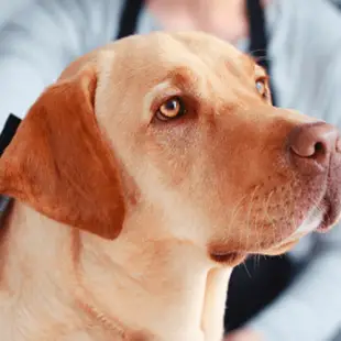 Toelettatura del Labrador: come si cura un Labrador?