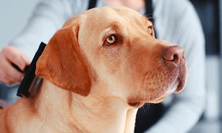 Labrador tımar : Labrador nasıl tımar edilir ?