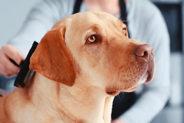 Labrador trimmen: Wie trimme ich einen Labrador?