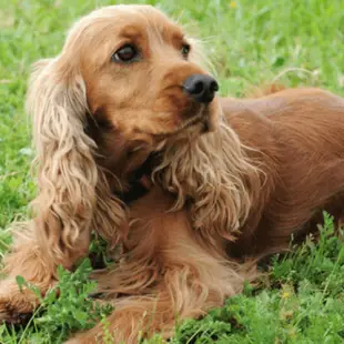 Toelettatura del Cocker Spaniel Inglese : Come si cura un Cocker Spaniel Inglese?