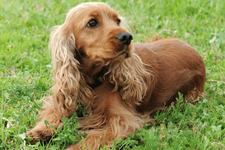 Toelettatura del Cocker Spaniel Inglese : Come si cura un Cocker Spaniel Inglese?