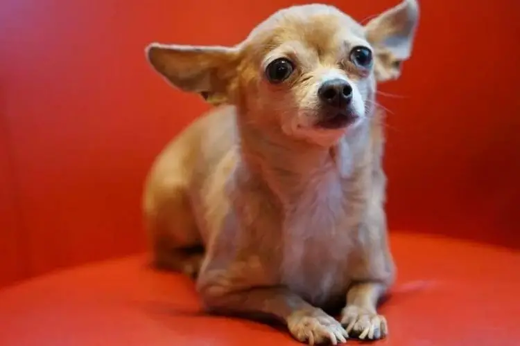 Chihuahua-Toilette