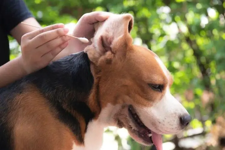 Grooming beagle