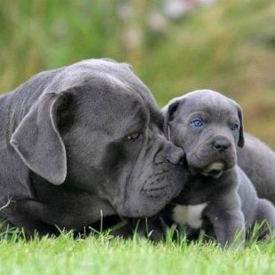 Pielęgnacja cane corso: Jak pielęgnować cane corso?