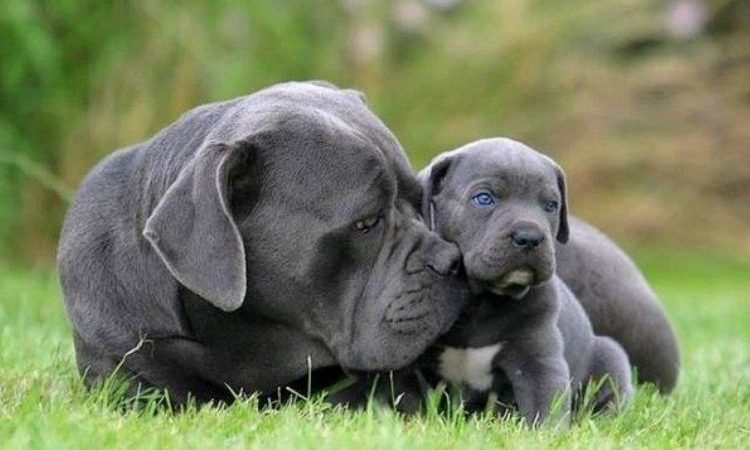 Cane corso tımarı: Bir Cane corso nasıl tımar edilir?