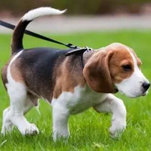 Beagle grooming: ¿Cómo acicalar a un Beagle?