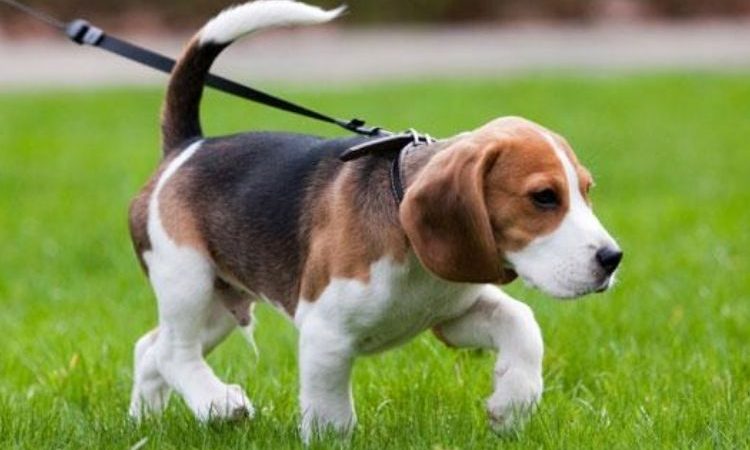 Beagle verzorging: Hoe verzorg je een Beagle?