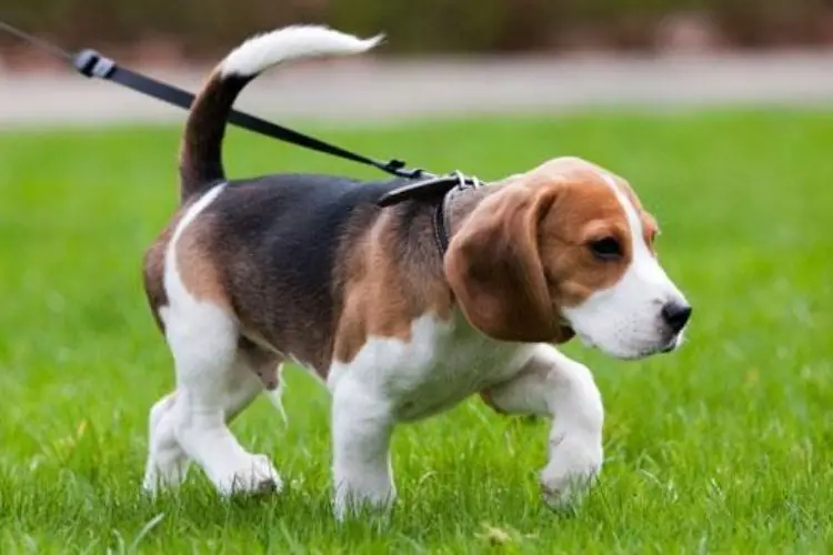 Beagle verzorging: Hoe verzorg je een Beagle?