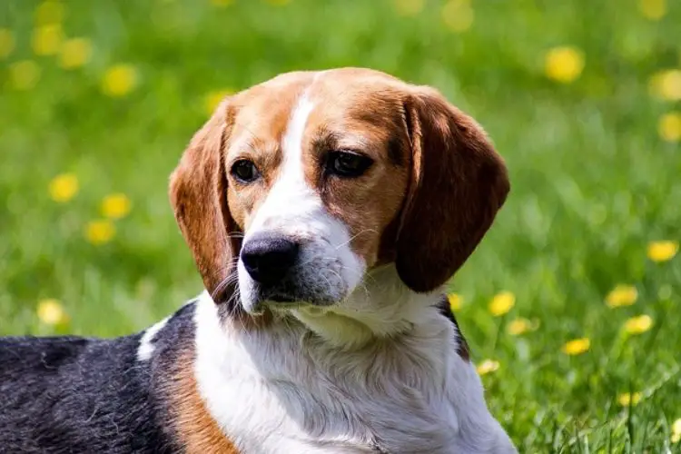 Beagle-Toilette