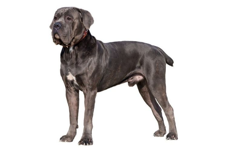 Verzorging Cane Corso