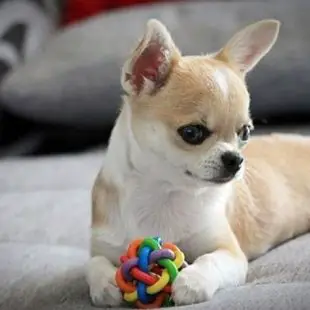 Chihuahua Tımarı : Bir Chihuahua nasıl tımar edilir?