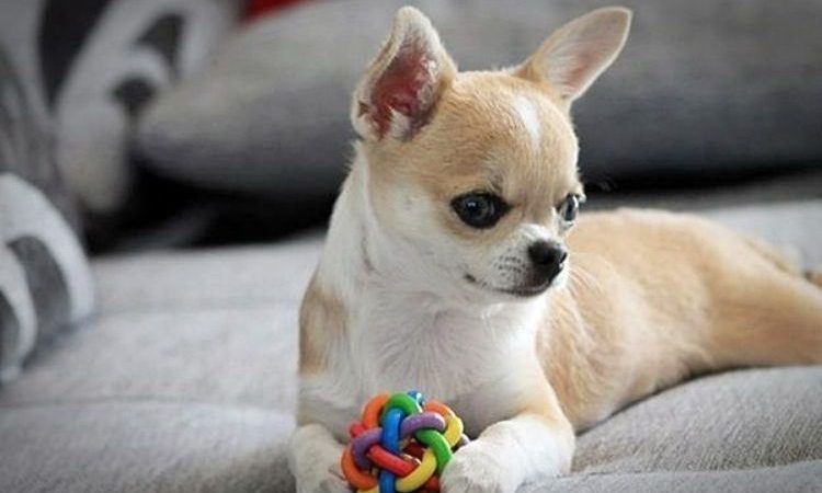 Chihuahua Tımarı : Bir Chihuahua nasıl tımar edilir?