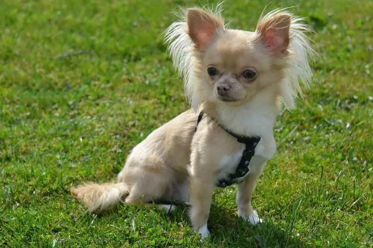Grooming Chihuahua
