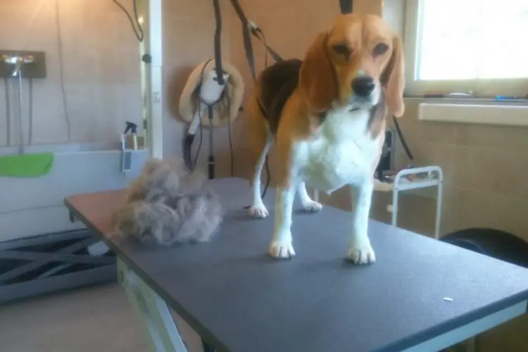 Grooming beagle