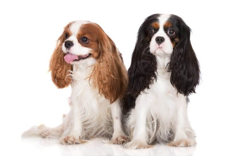 Toilettage Cavalier King Charles 3