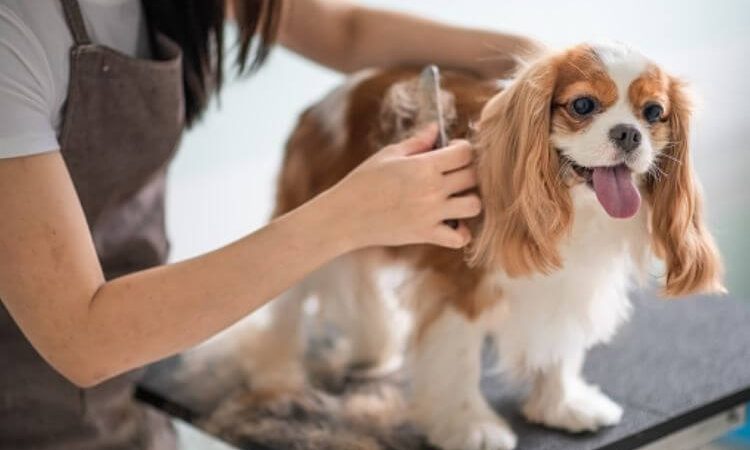 Cavalier King Charles Tımar : Cavalier King Charles nasıl tımar edilir?