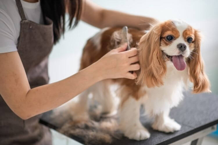 Pflegen eines Cavalier King Charles: Wie pflegt man einen Cavalier King Charles?