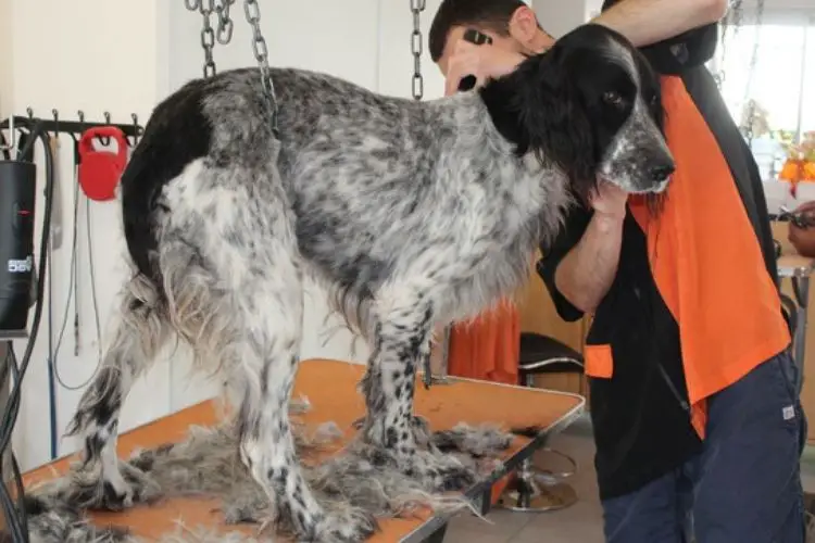 Toelettatura di un Setter : Come si toeletta un Setter?