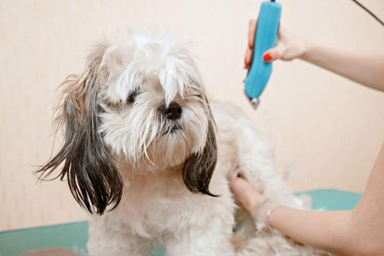 Toilettage Shih Tzu 1