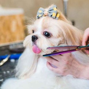 Grooming Shih Tzu : Como cuidar de um Shih Tzu ?