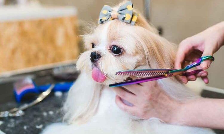 Shih Tzu’yu tımar etmek : Bir Shih Tzu nasıl tımar edilir?