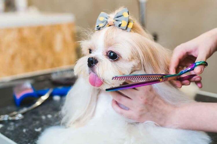 Grooming Shih Tzu : Jak pielęgnować Shih Tzu ?