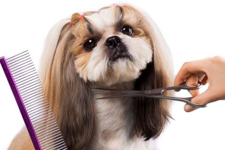 Toilettage Shih Tzu 4