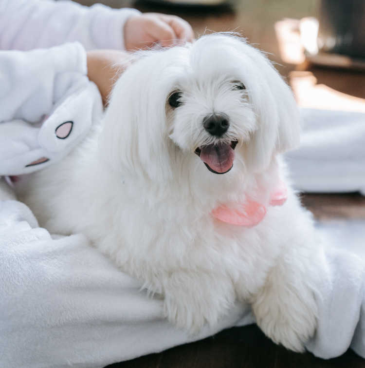 Grooming Maltese : Como cuidar de um maltês ?