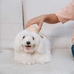 toelettatura di un maltese