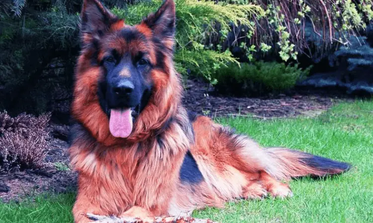 Hoe verzorg je een Duitse herder?