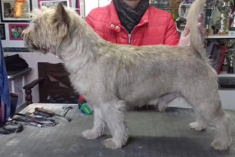 Verzorging Cairn Terrier