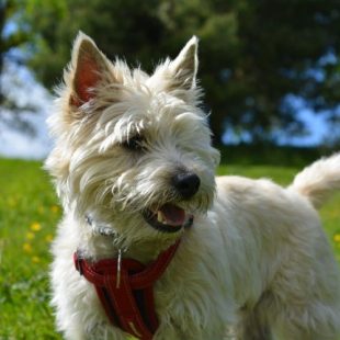 Hoe verzorg je een Cairn Terrier?