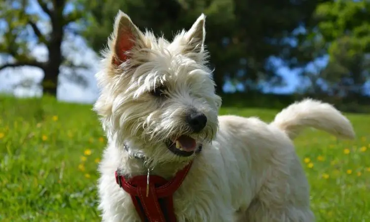 Hoe verzorg je een Cairn Terrier?