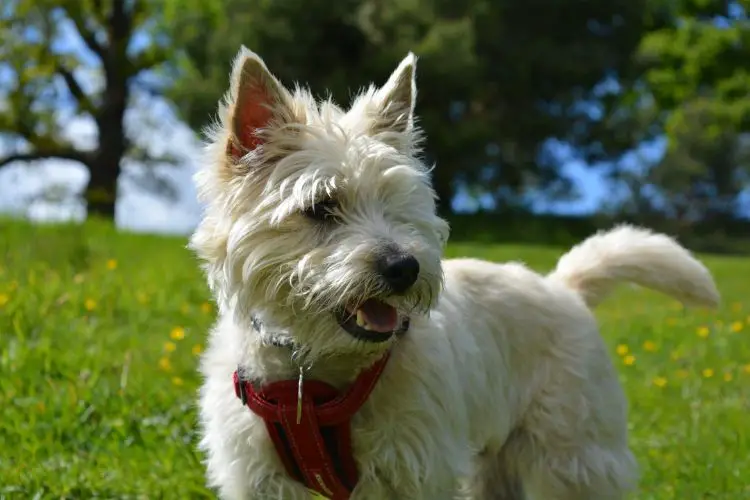 Hoe verzorg je een Cairn Terrier?