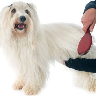 Verzorging Coton de Tulear : Hoe verzorg je een Coton de Tulear ?