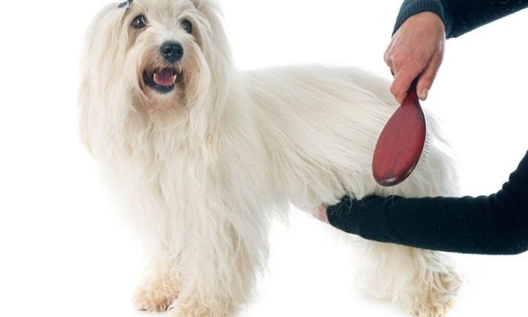 Verzorging Coton de Tulear : Hoe verzorg je een Coton de Tulear ?
