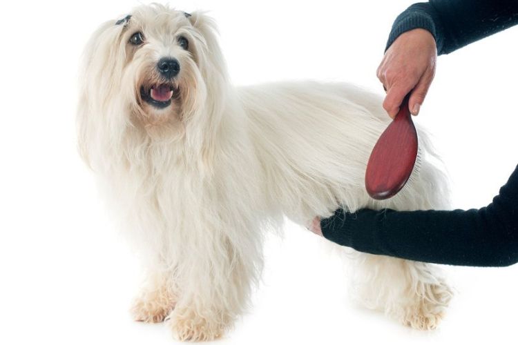 Toelettatura del Coton de Tulear : Come si cura un Coton de Tulear?