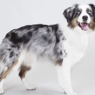 Australian Shepherd grooming: Hoe verzorg je een Australian Shepherd?