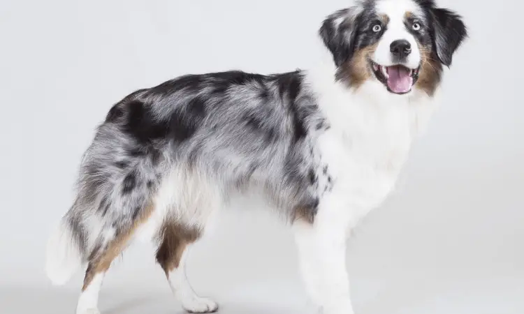 Australian Shepherd grooming: Hoe verzorg je een Australian Shepherd?