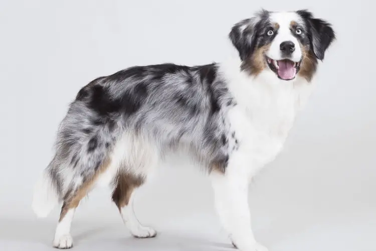 Australian Shepherd grooming: Hoe verzorg je een Australian Shepherd?