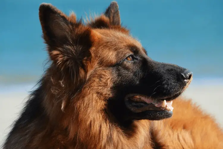 Alman Çoban Köpeği bakım sıklığı