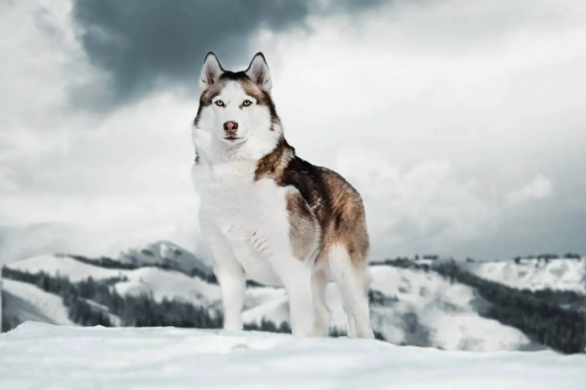 Tout savoir sur le husky !