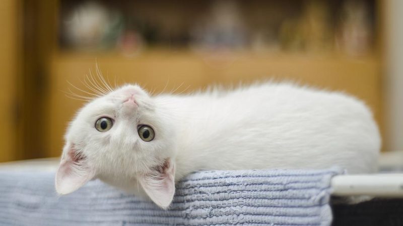 Comment éduquer un chaton les premières semaines ?