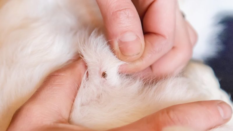 Hoe verwijder je een teek bij een hond?