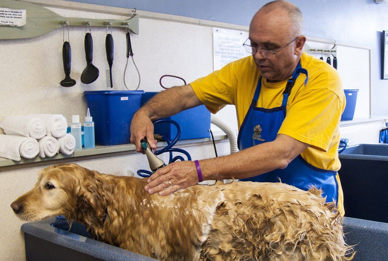 Pourquoi installer une baignoire pour chien chez vous ?