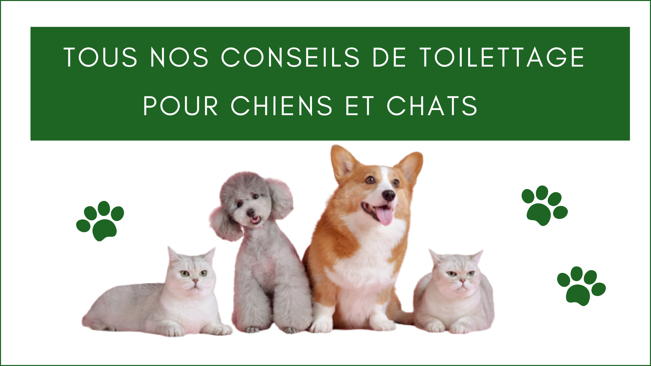 Conseils de toilettage pour chiens et chats